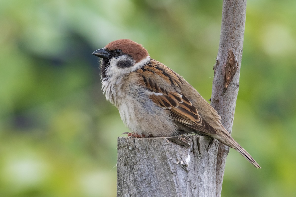 Eurasian Tree Sparrow - ML618425577