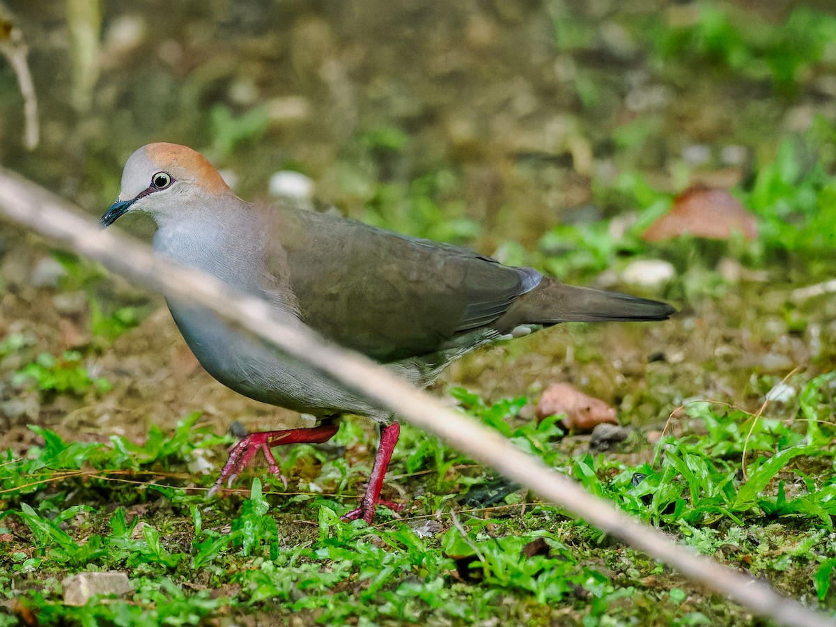 Gray-chested Dove - ML618425583
