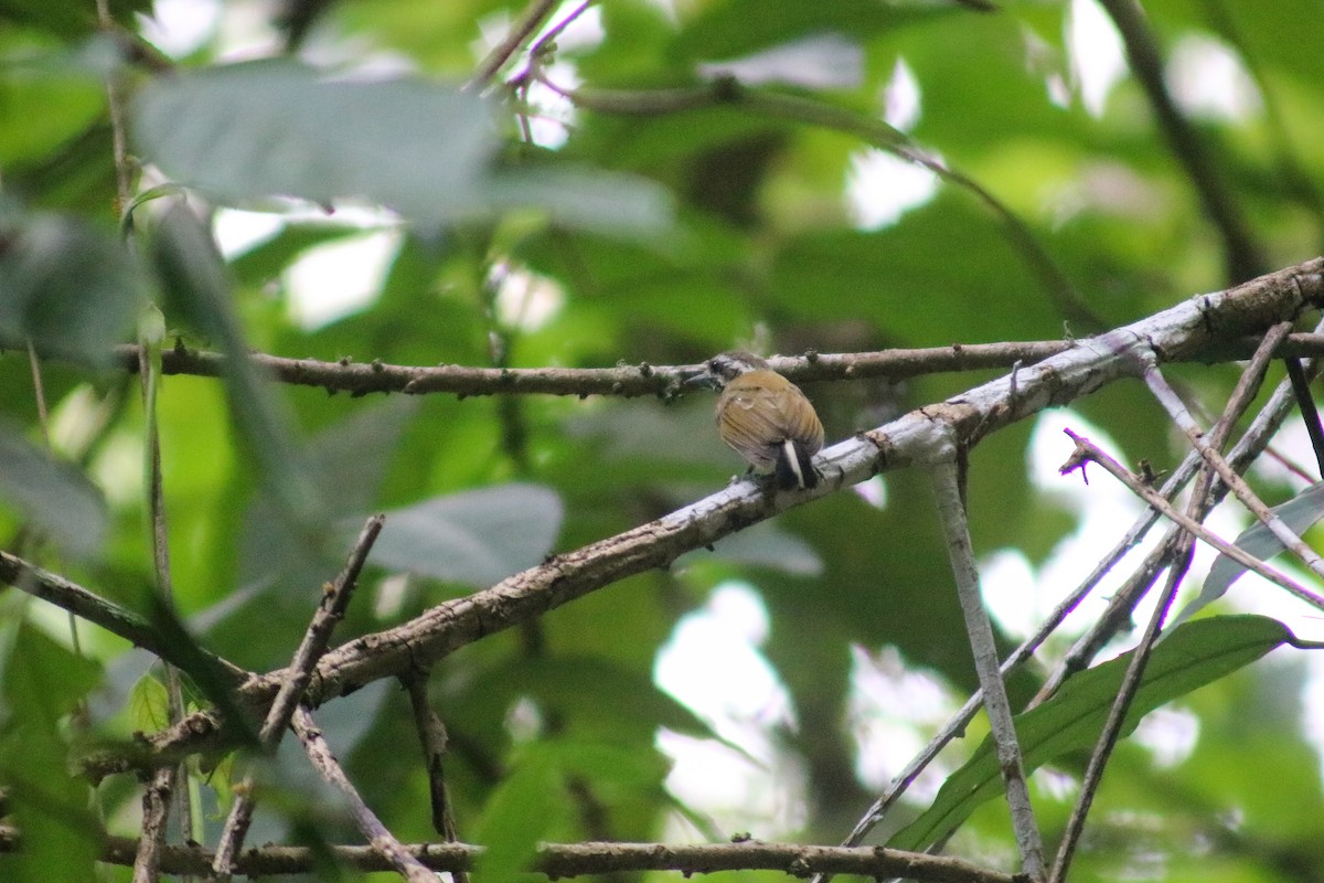 Speckled Piculet - Supot Surapaetang