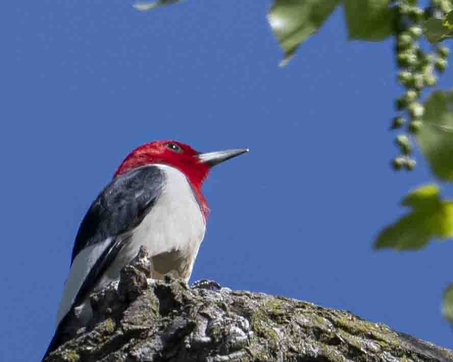 Red-headed Woodpecker - ML618425708
