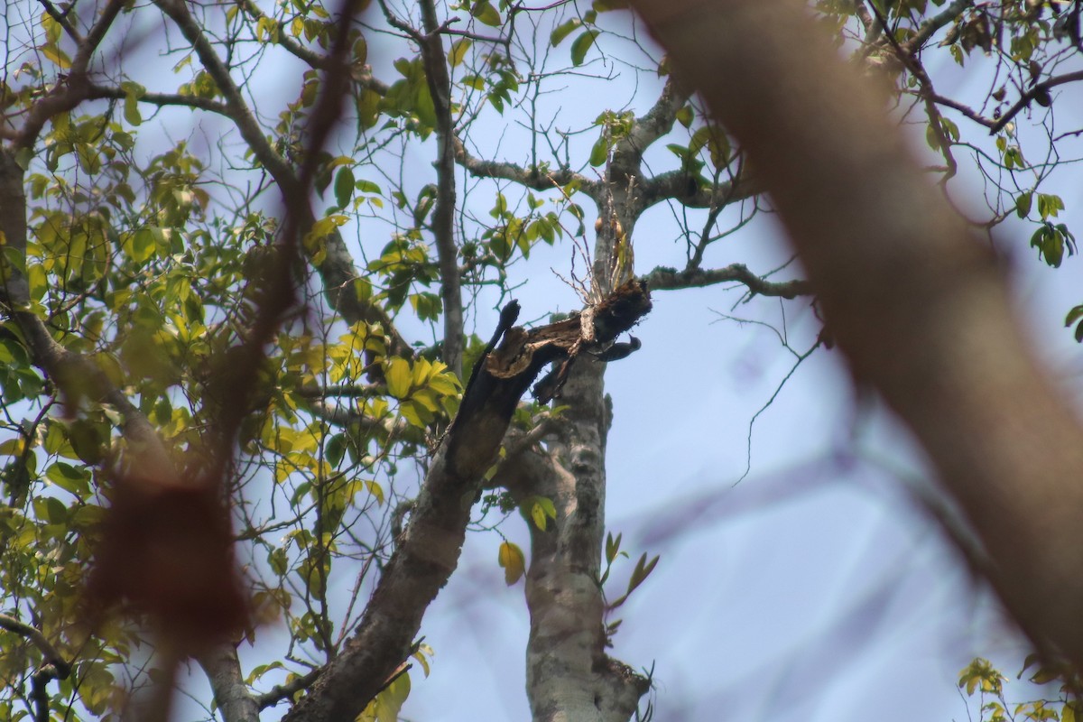 Gray-capped Pygmy Woodpecker - ML618425727