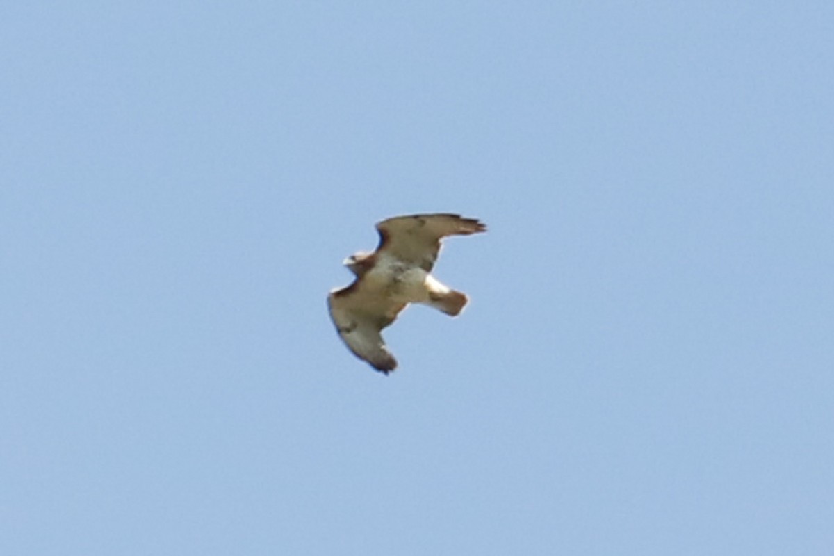 Red-tailed Hawk - ML618425751