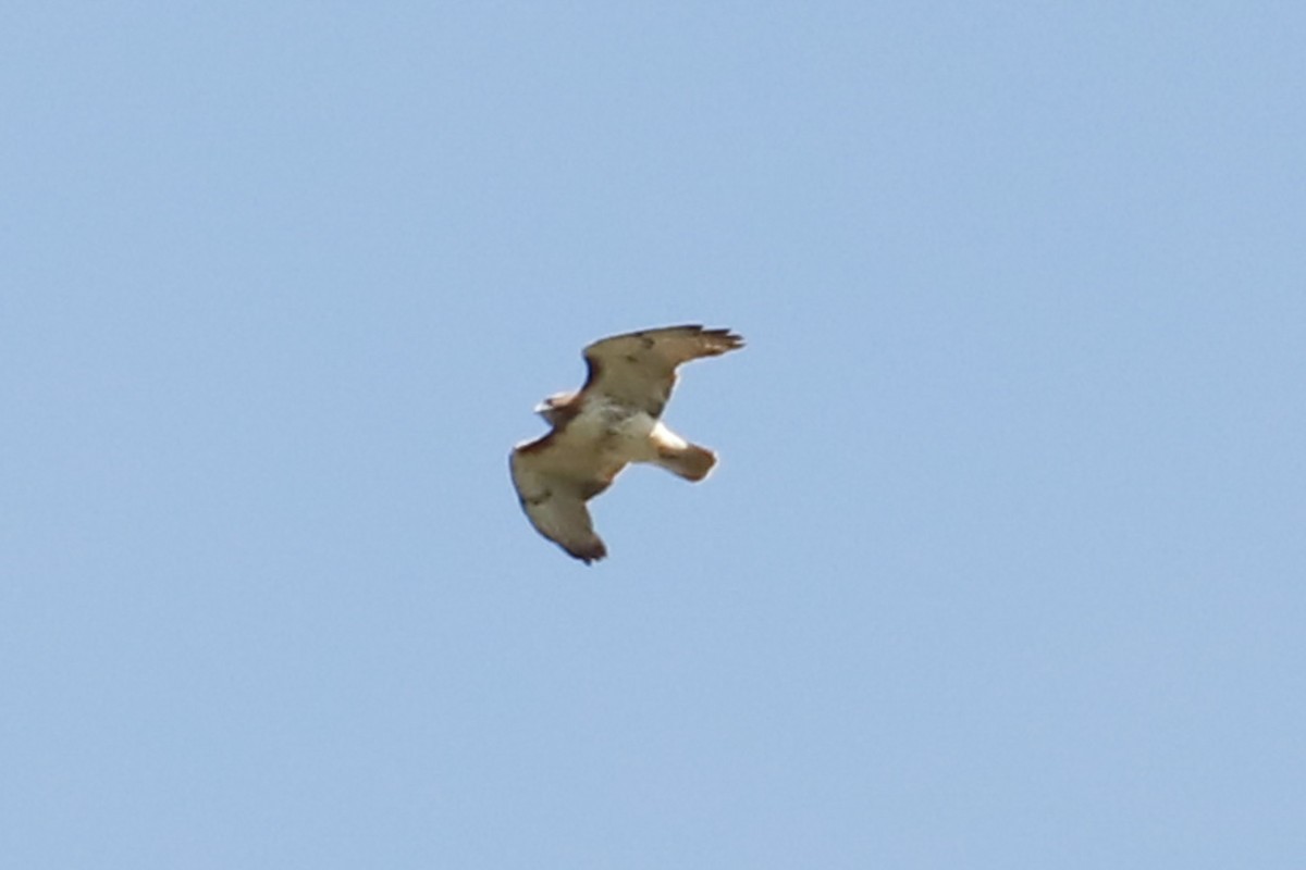 Red-tailed Hawk - ML618425752