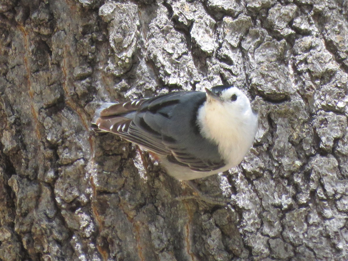 White-breasted Nuthatch - ML618425757