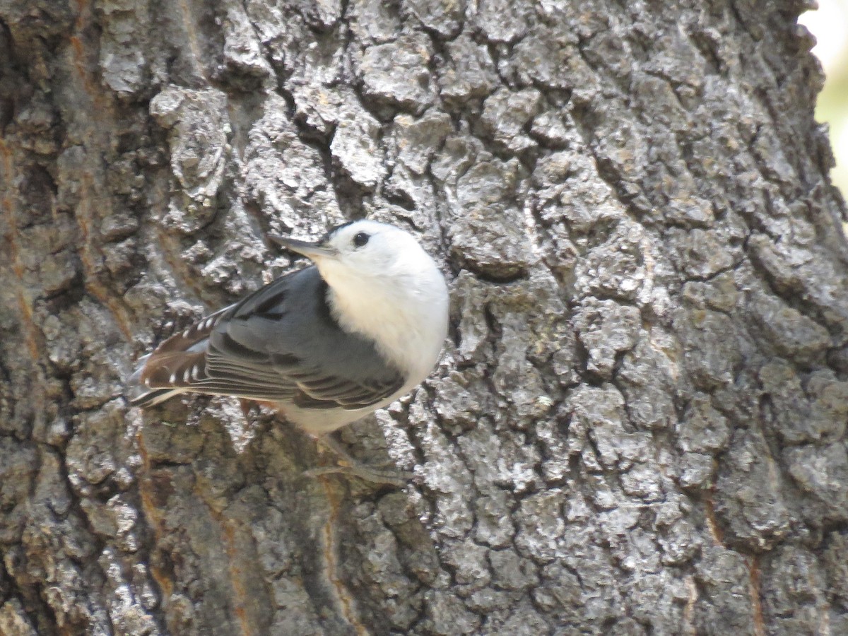 White-breasted Nuthatch - ML618425758