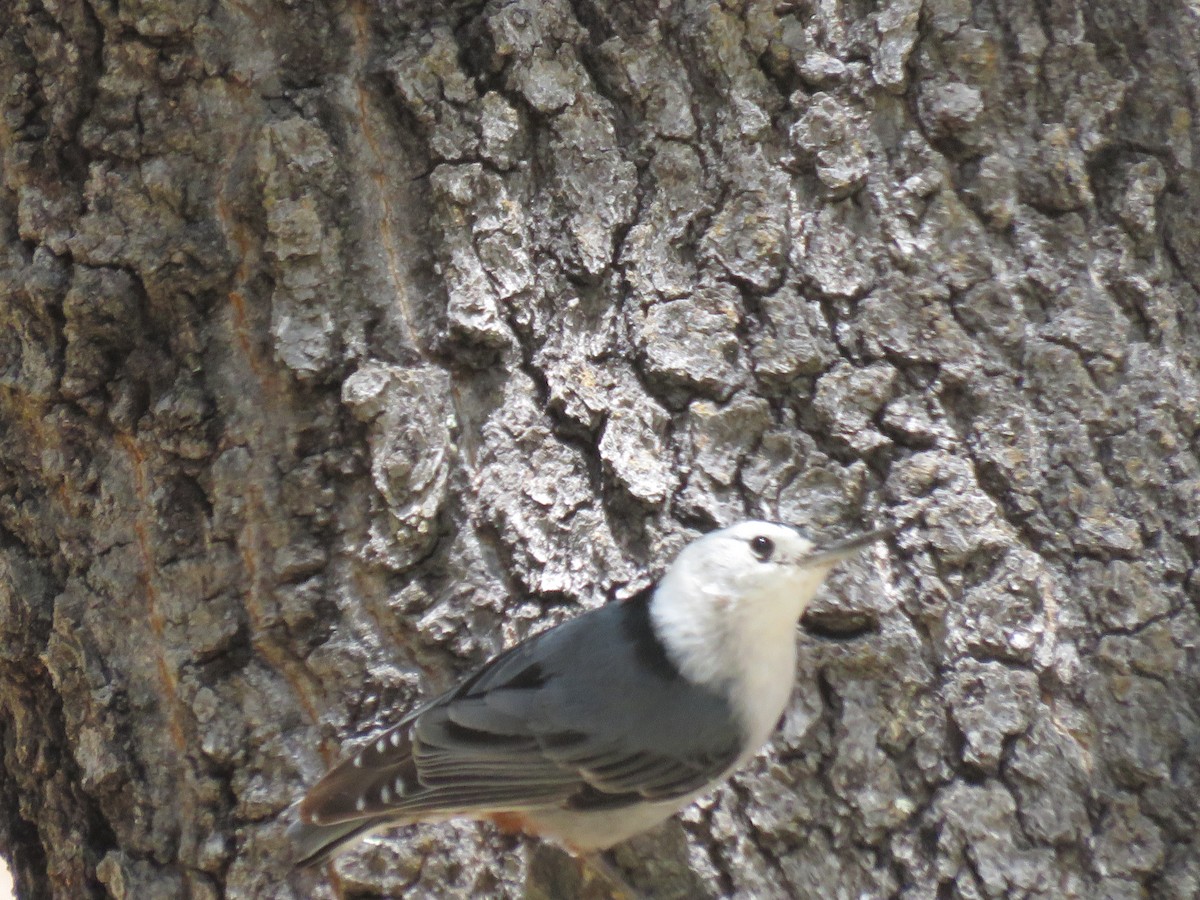 White-breasted Nuthatch - ML618425759