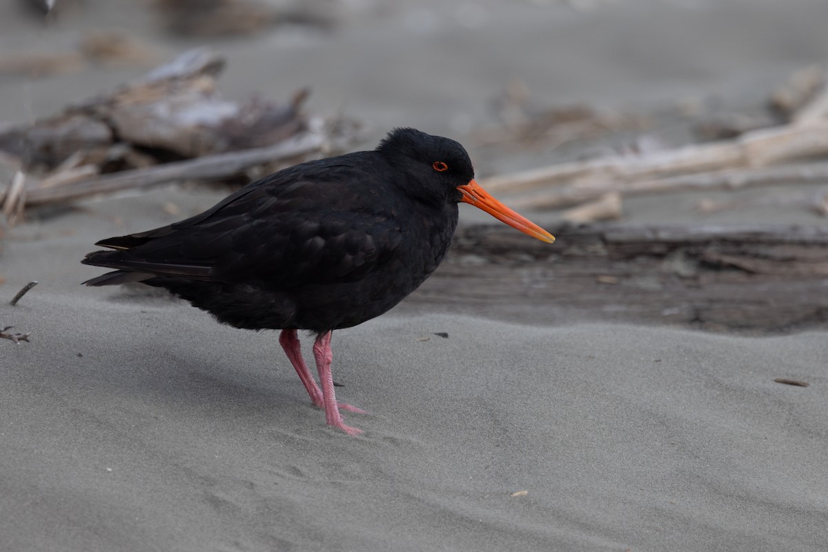 Variable Oystercatcher - Dave Howes