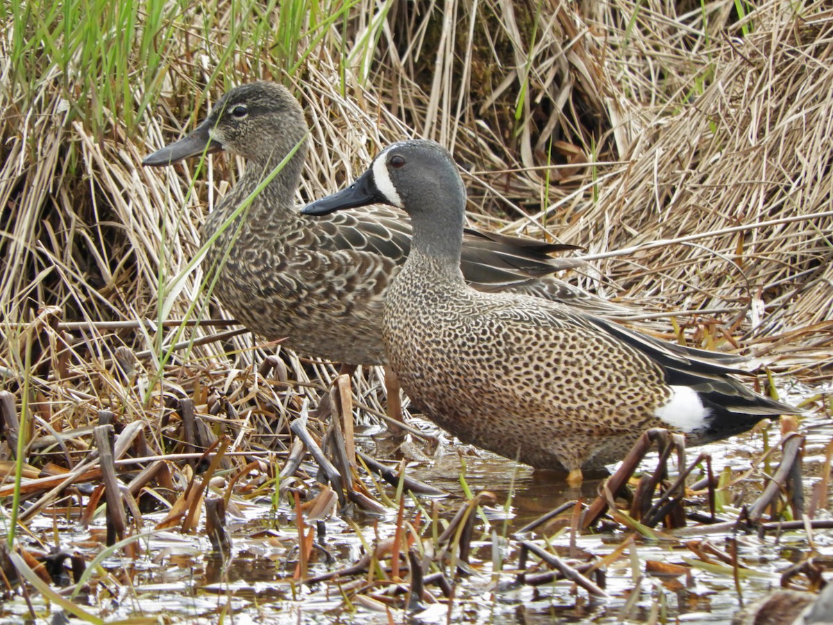 Blue-winged Teal - ML618425772