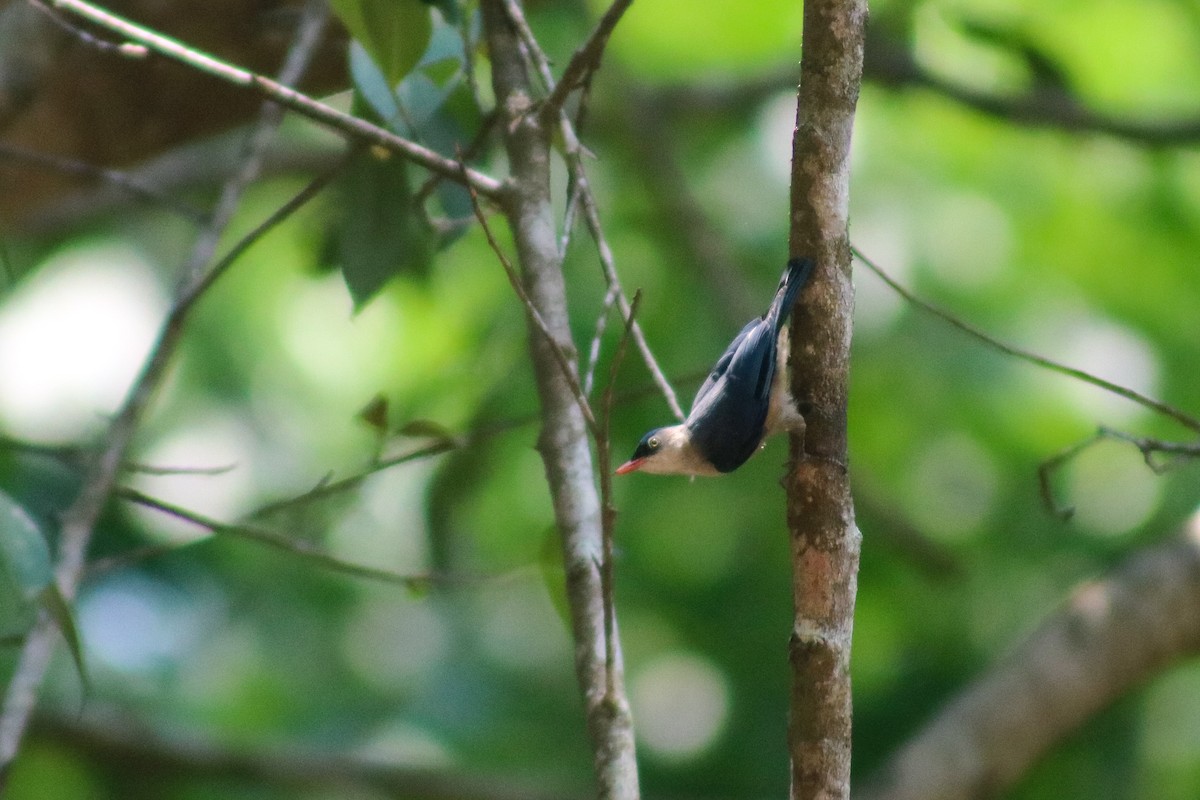 Velvet-fronted Nuthatch - ML618425779