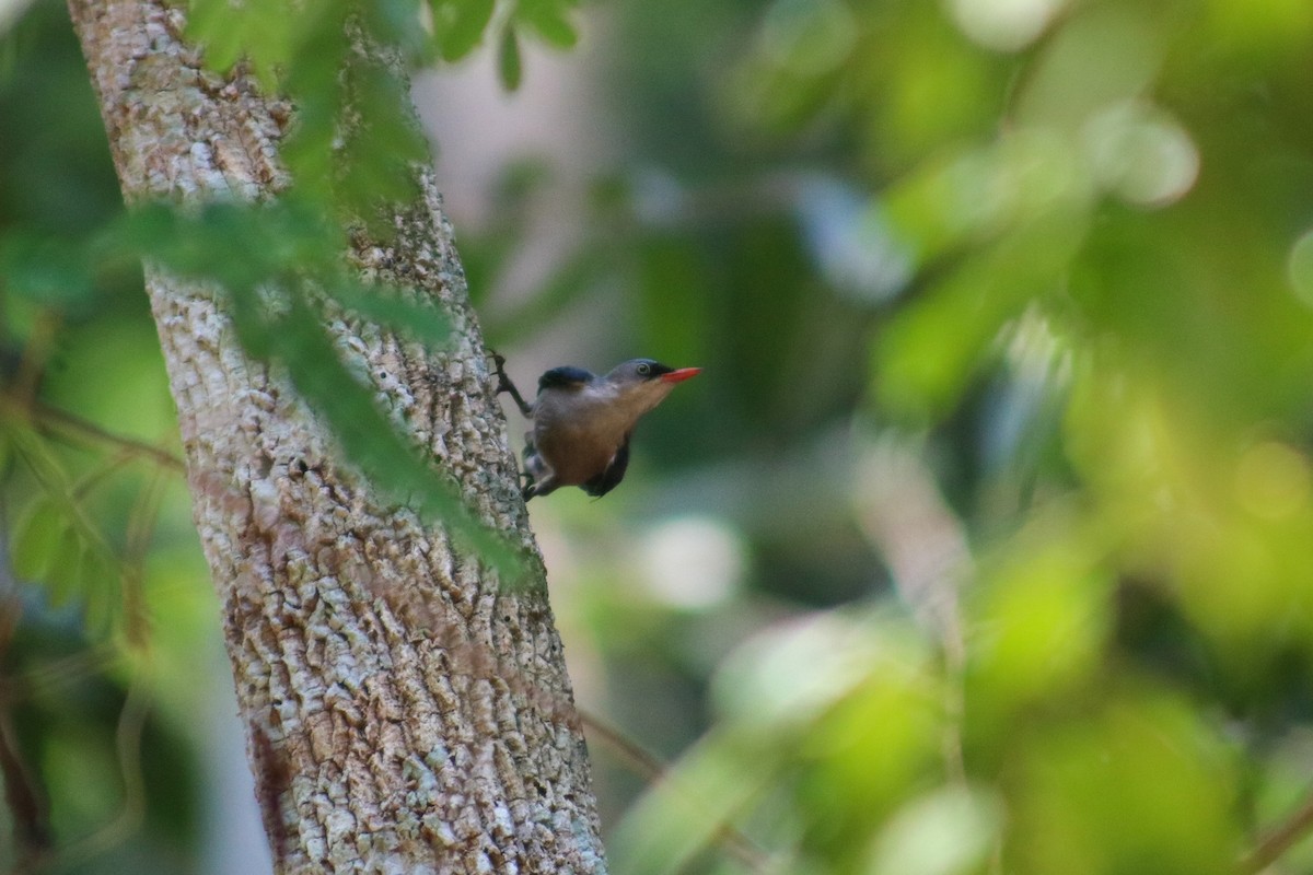Velvet-fronted Nuthatch - ML618425784