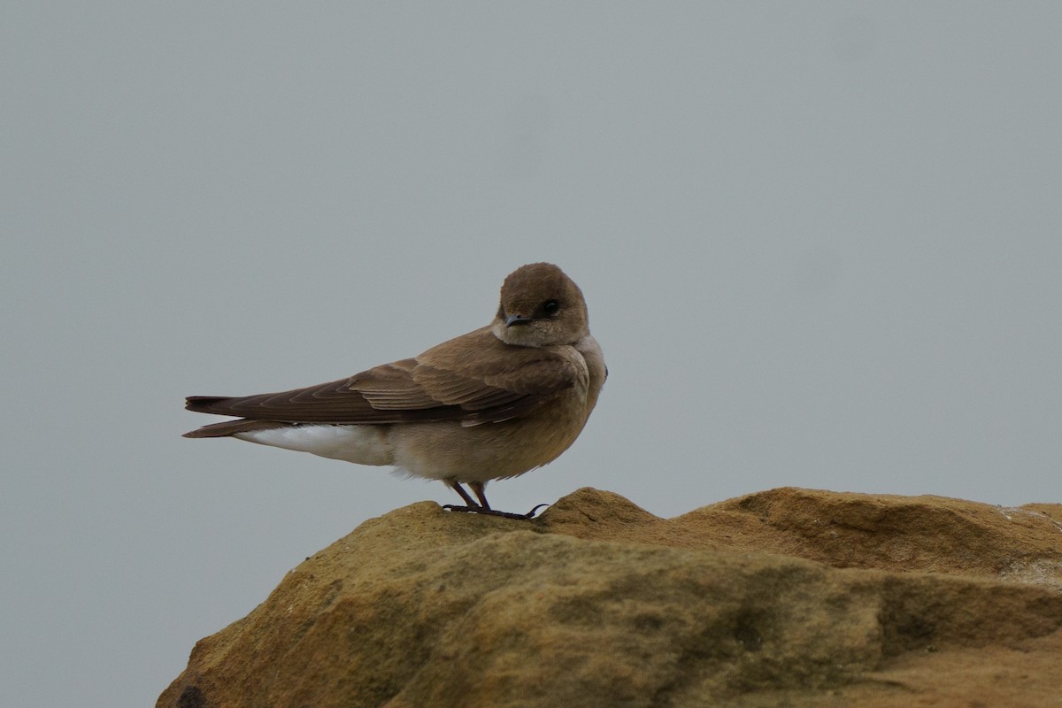 Northern Rough-winged Swallow - ML618425789