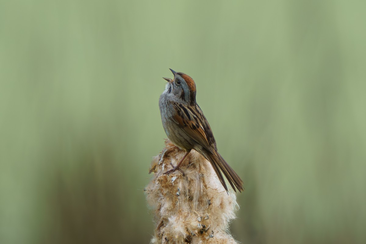 Swamp Sparrow - ML618425805