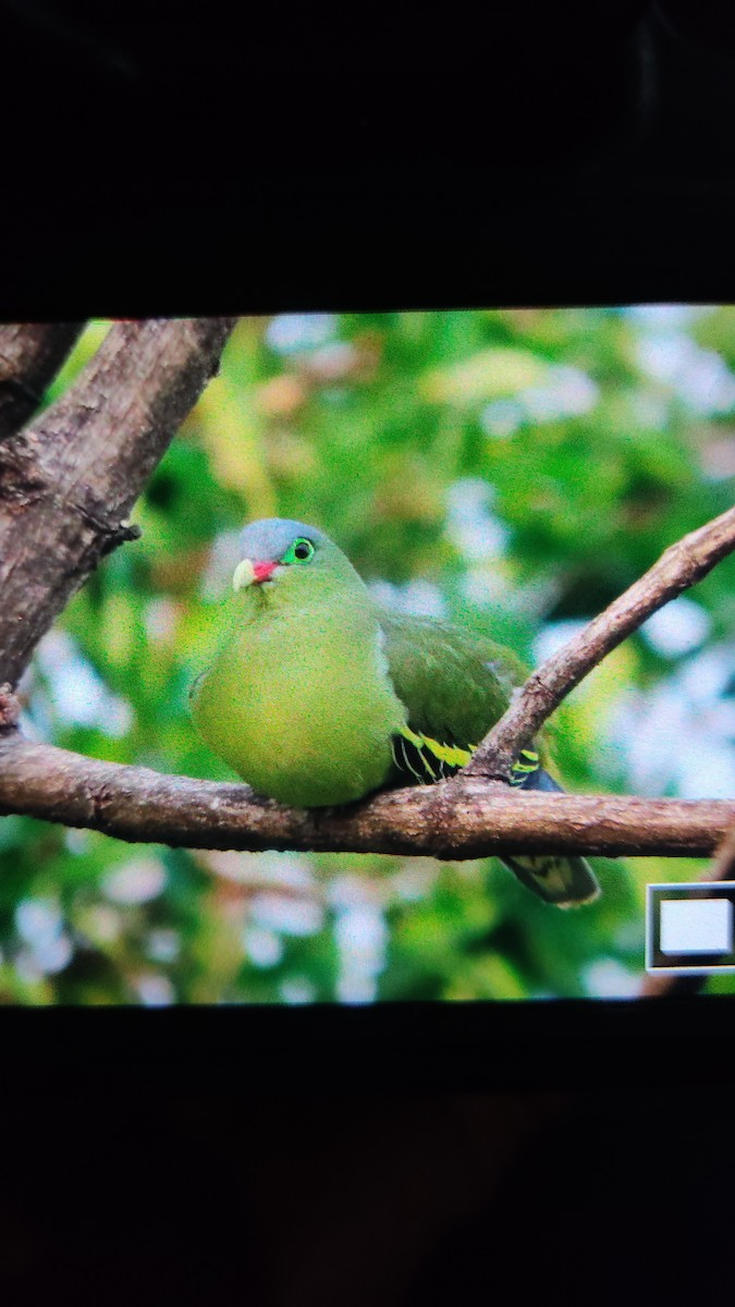 Thick-billed Green-Pigeon - ML618425821
