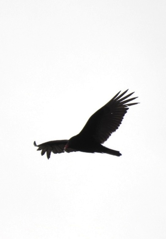 Turkey Vulture - Ian M