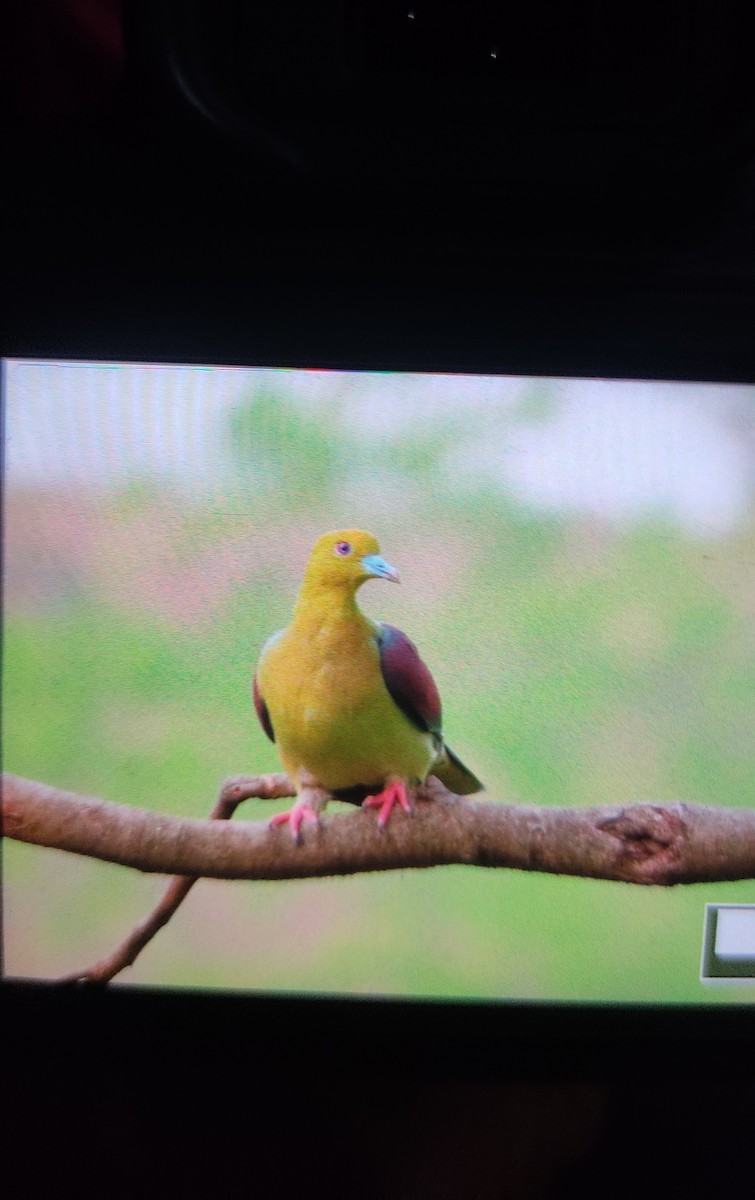 Wedge-tailed Green-Pigeon - Prabit Tamang