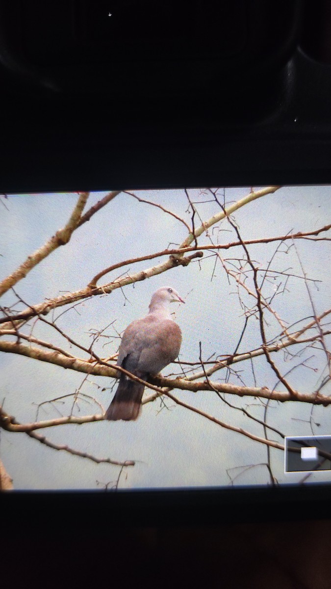 Mountain Imperial-Pigeon - ML618425850