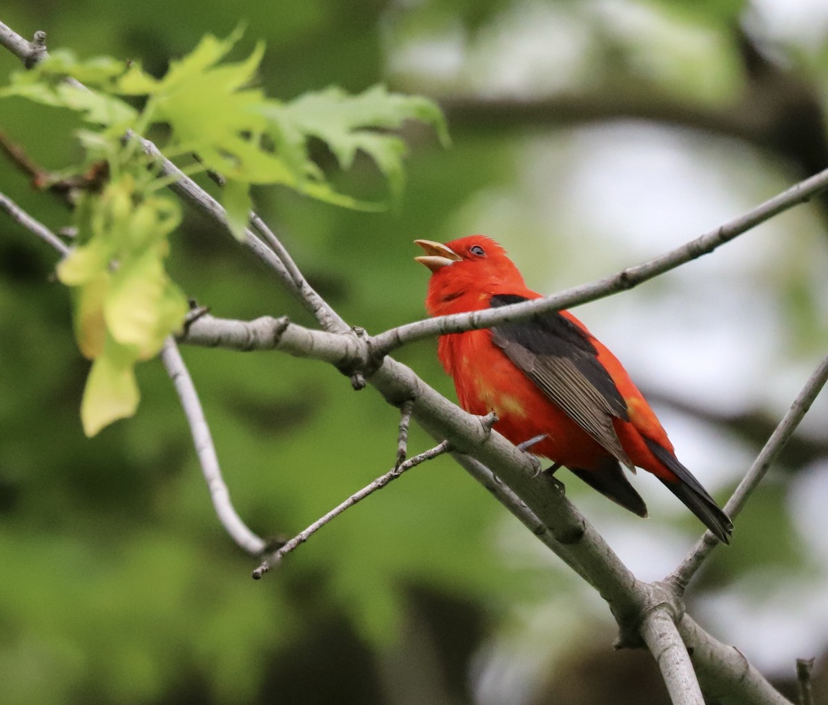 Scarlet Tanager - ML618425948