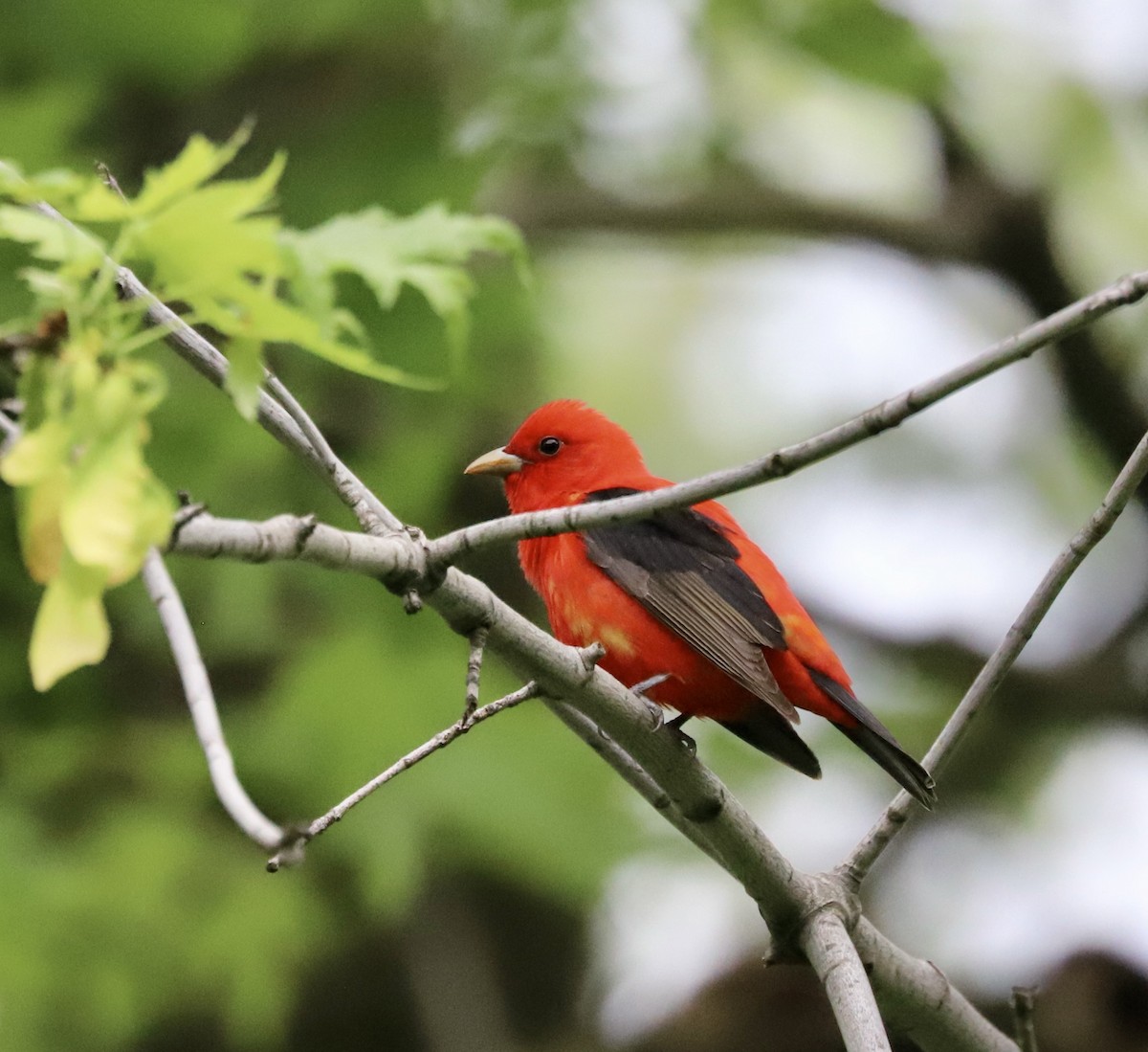 Scarlet Tanager - ML618425959