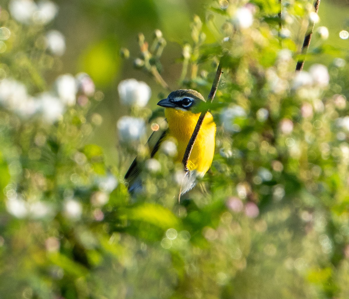 Yellow-breasted Chat - ML618426098