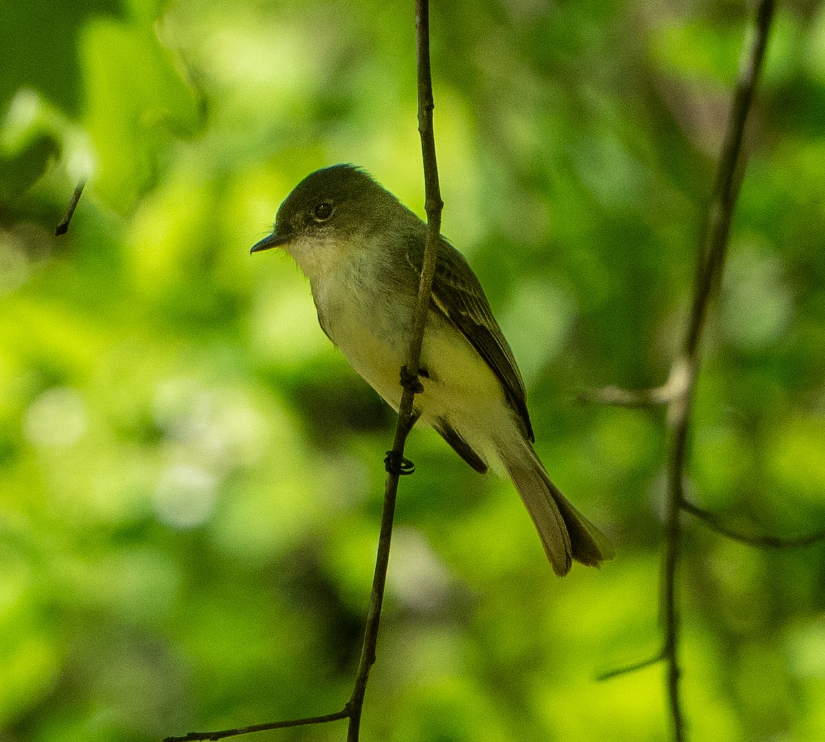 Great Crested Flycatcher - ML618426107