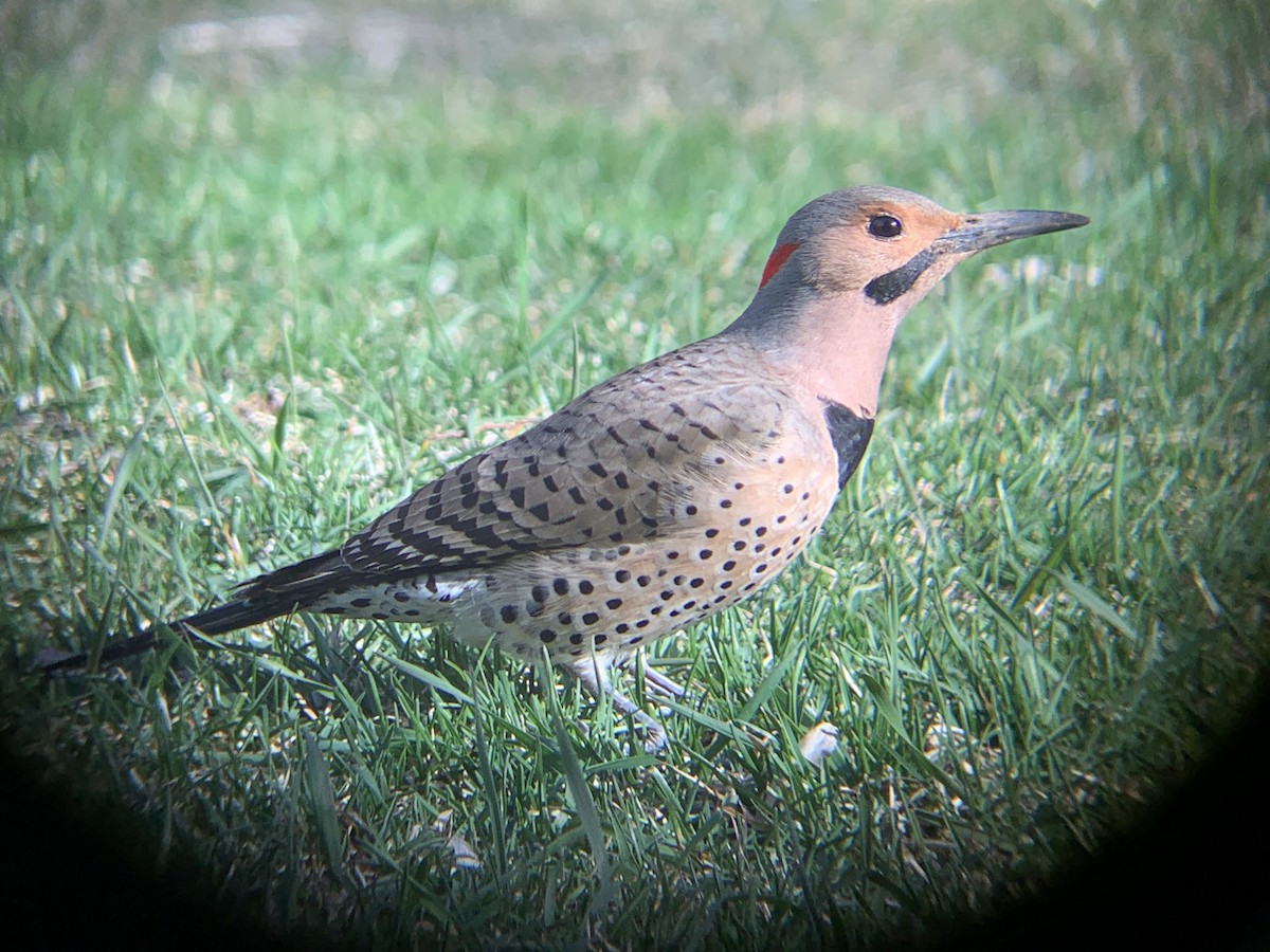 Northern Flicker - Anonymous