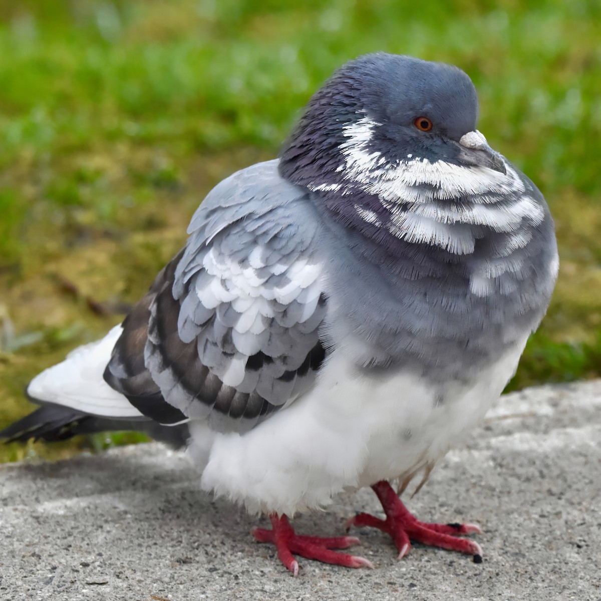 Сизый голубь (Одомашненного типа) - ML618426132