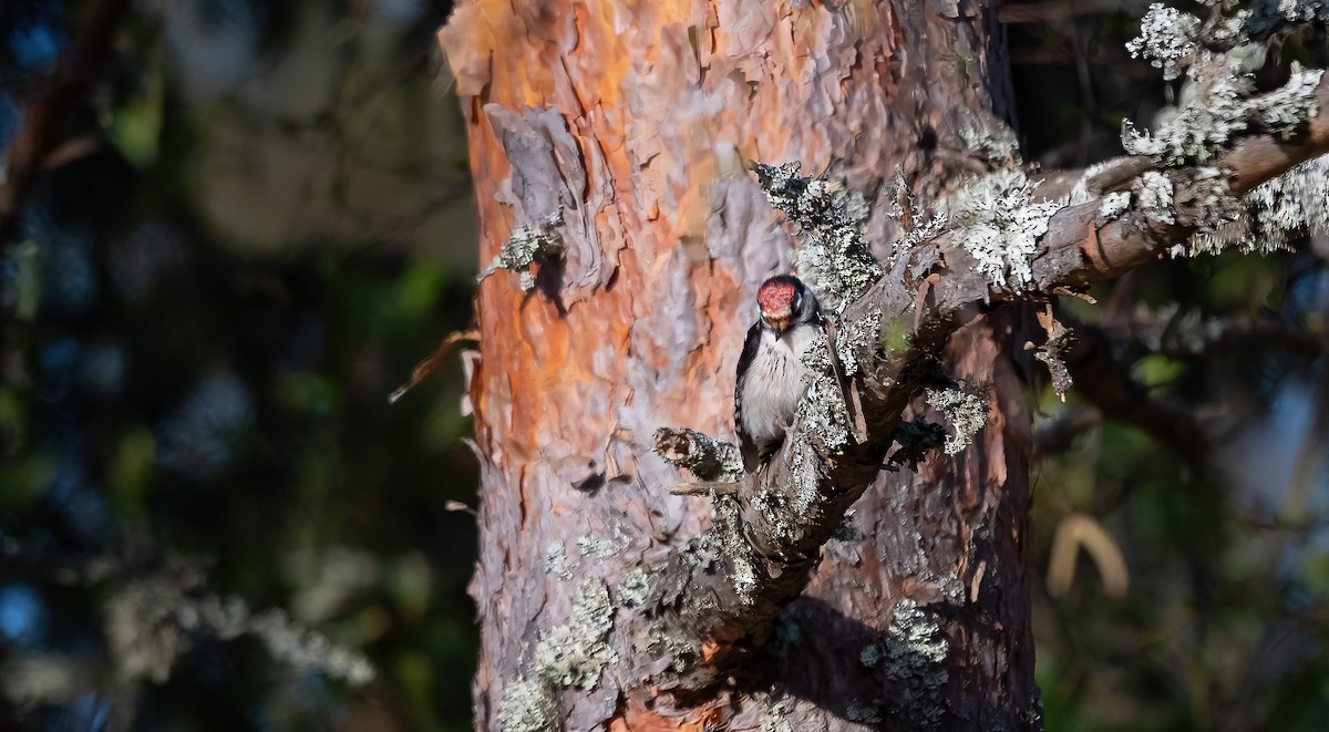 Lesser Spotted Woodpecker - ML618426142