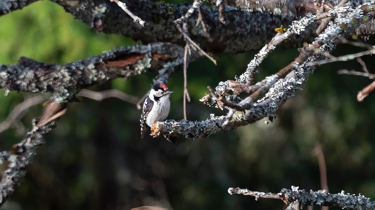 Lesser Spotted Woodpecker - ML618426150