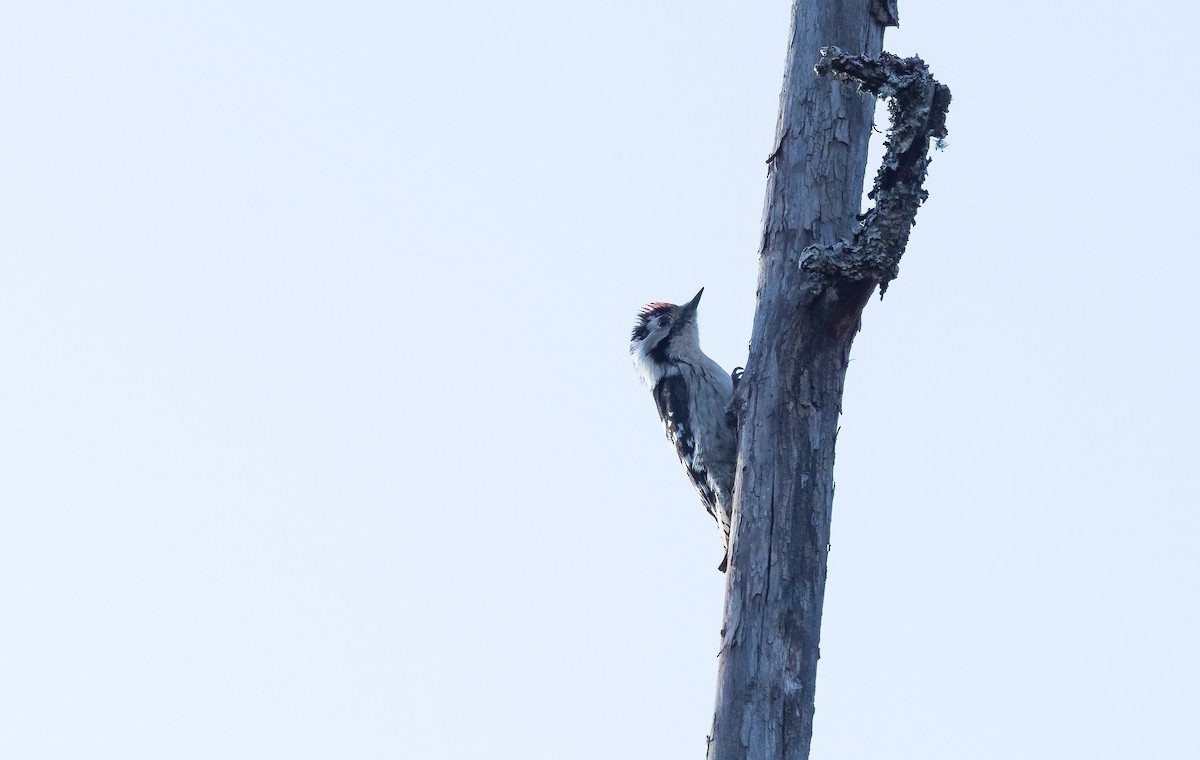 Lesser Spotted Woodpecker - Eric Francois Roualet