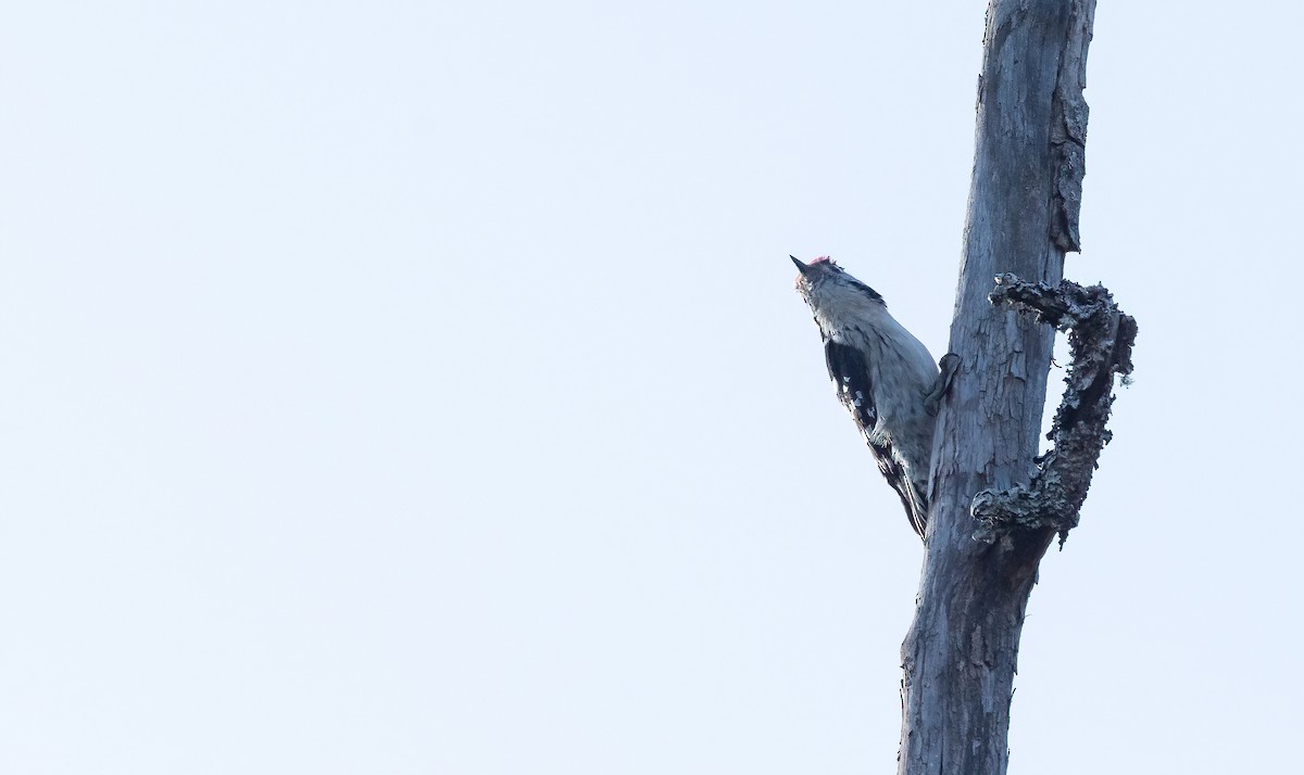 Lesser Spotted Woodpecker - ML618426160