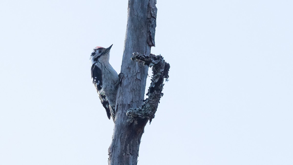 Lesser Spotted Woodpecker - ML618426162