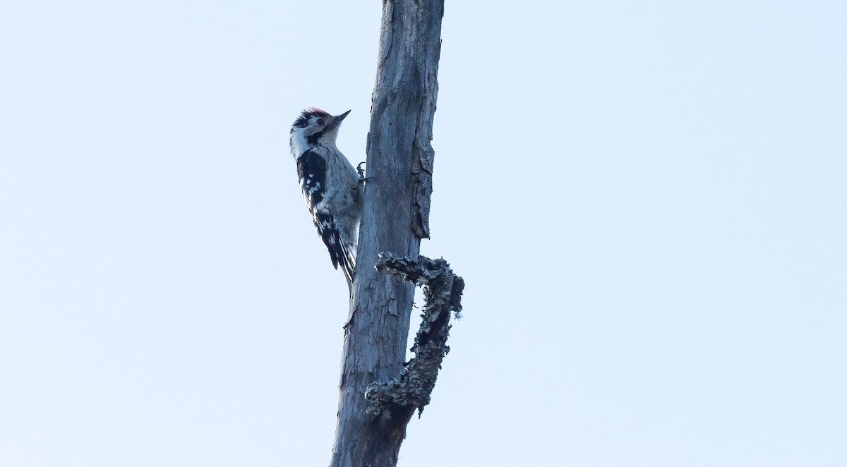 Lesser Spotted Woodpecker - ML618426167
