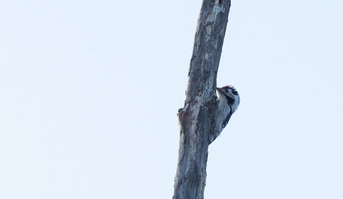 Lesser Spotted Woodpecker - ML618426168