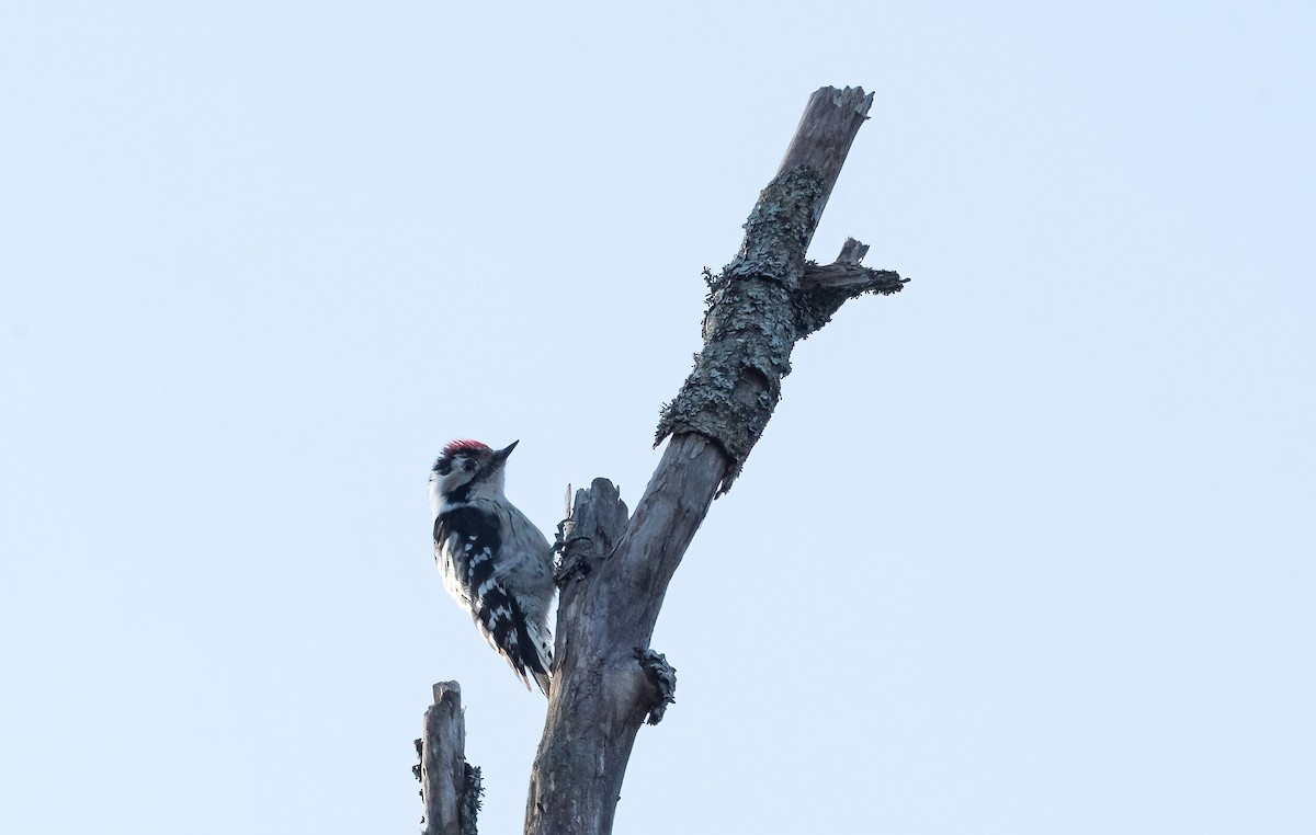 Lesser Spotted Woodpecker - ML618426181