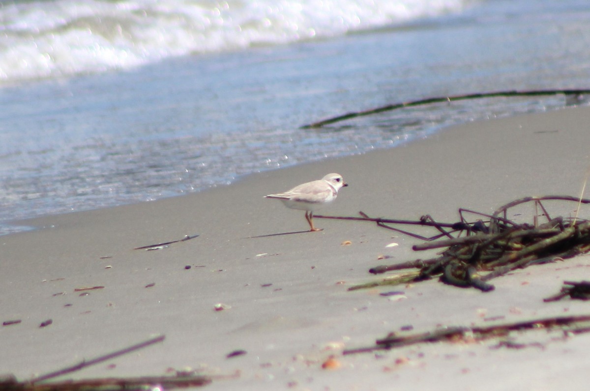 Piping Plover - ML618426185