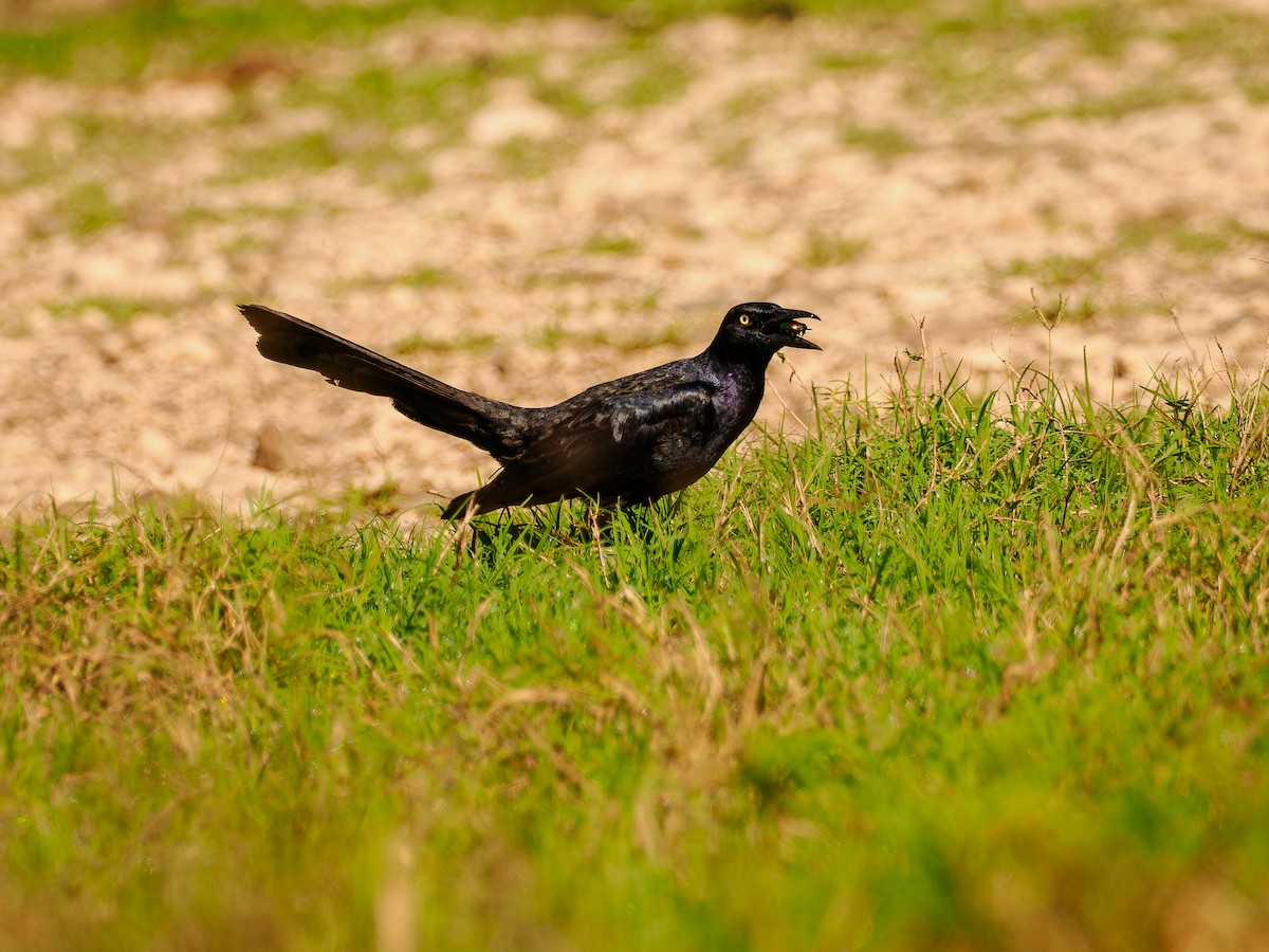 Great-tailed Grackle - ML618426208