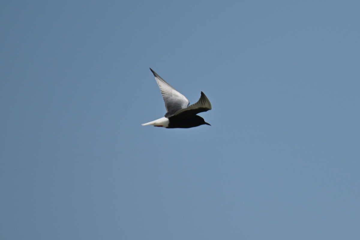 White-winged Tern - ML618426233