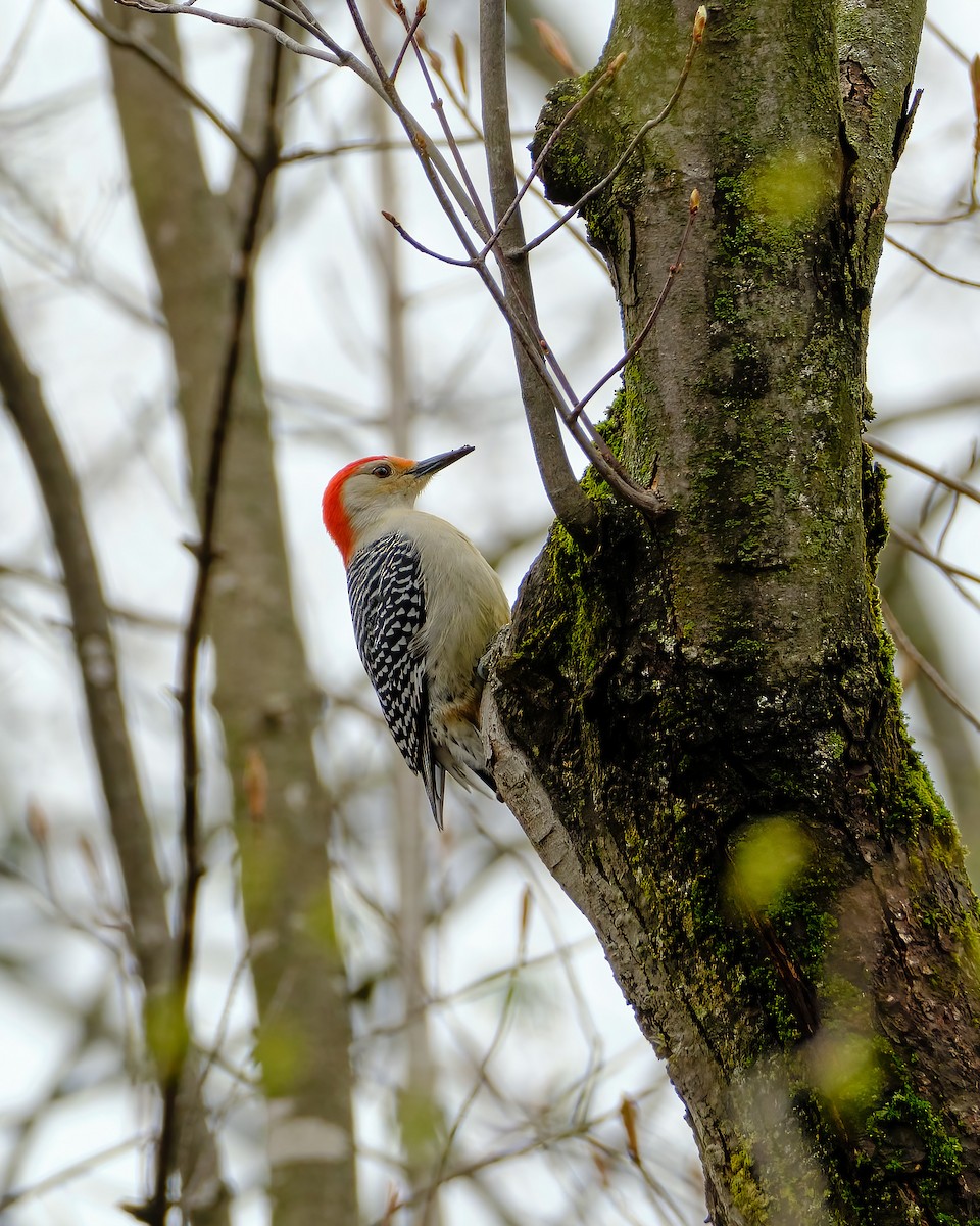 Red-bellied Woodpecker - ML618426234