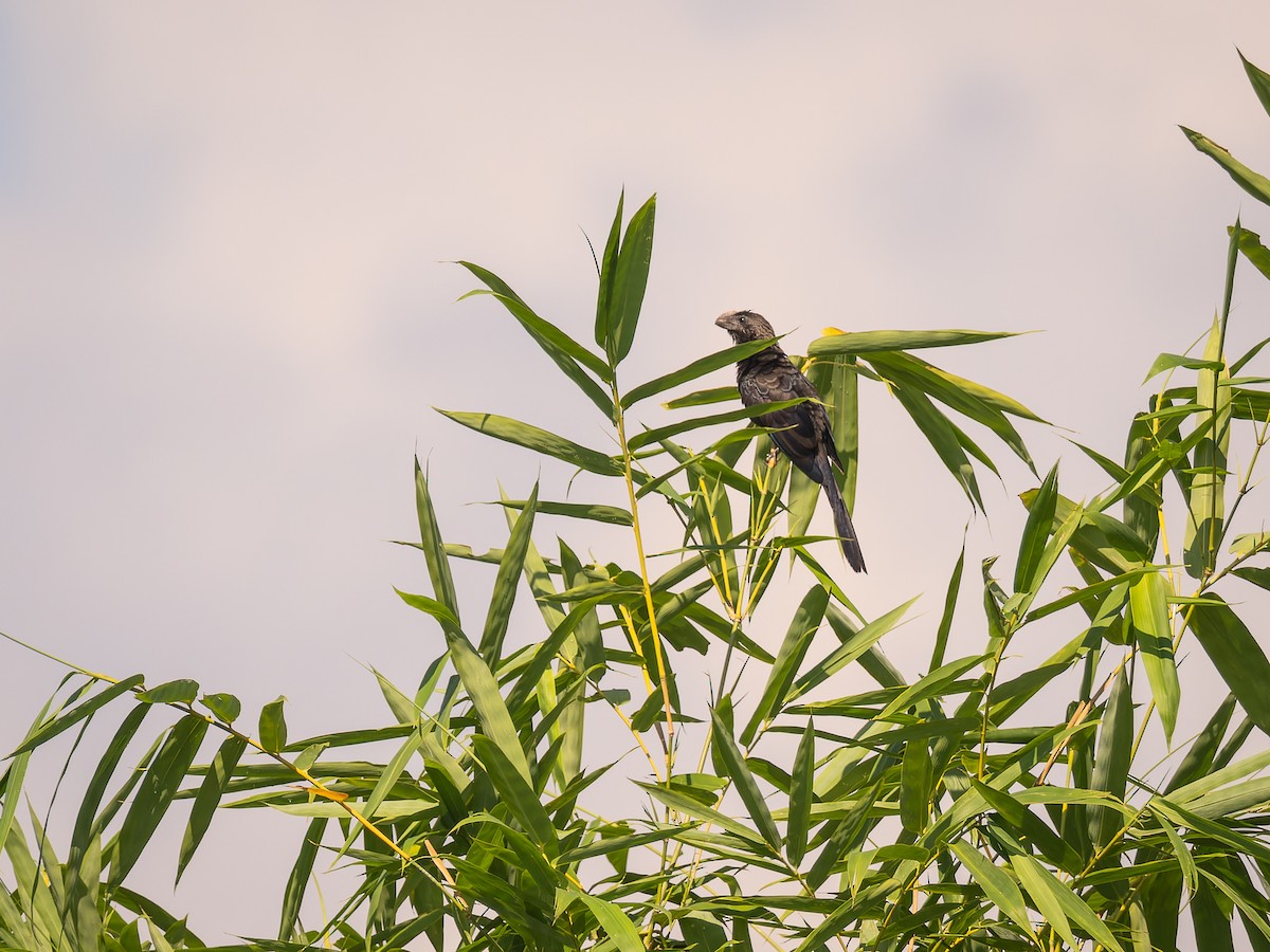 Variable Seedeater - ML618426252