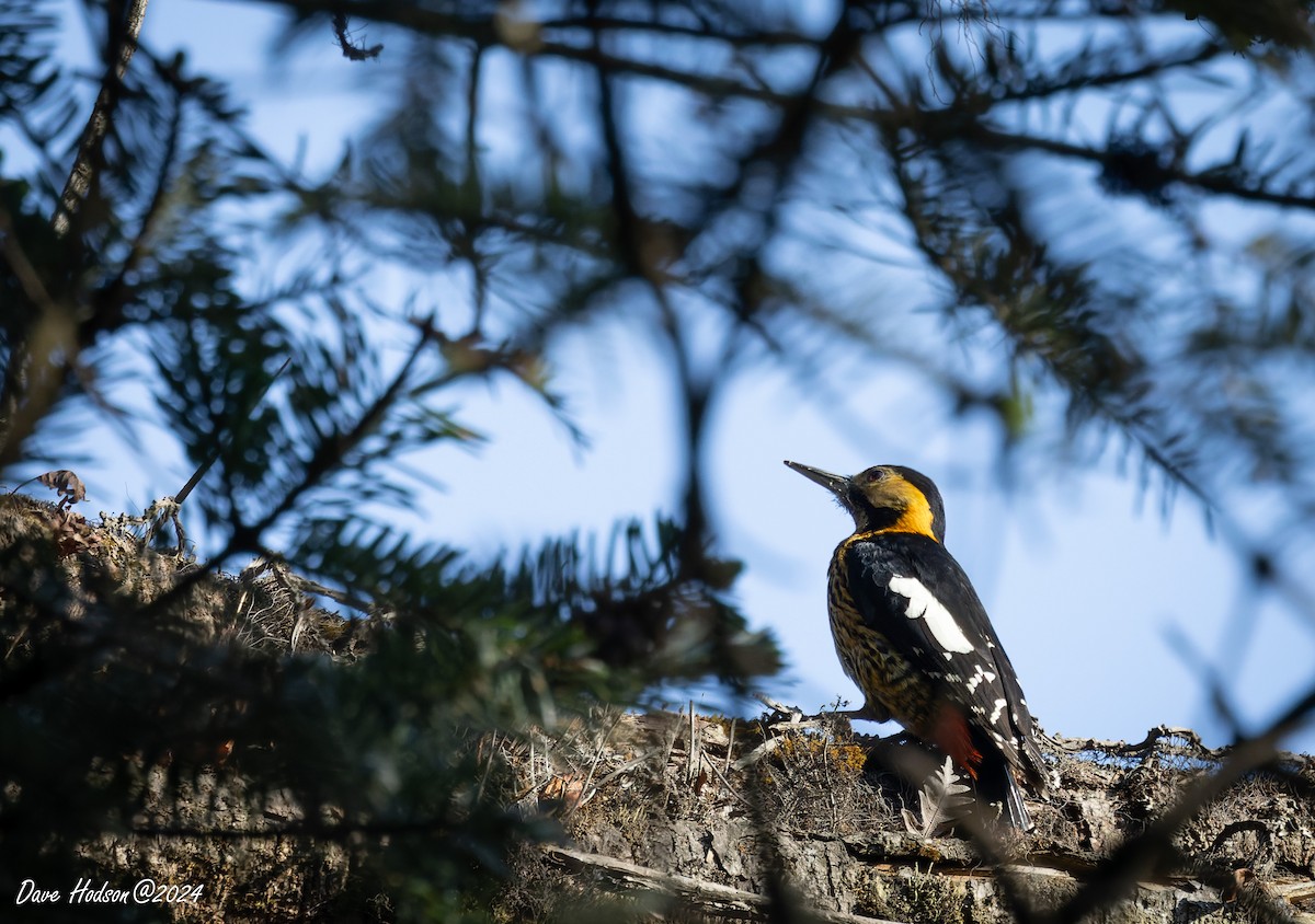 Darjeeling Woodpecker - ML618426338