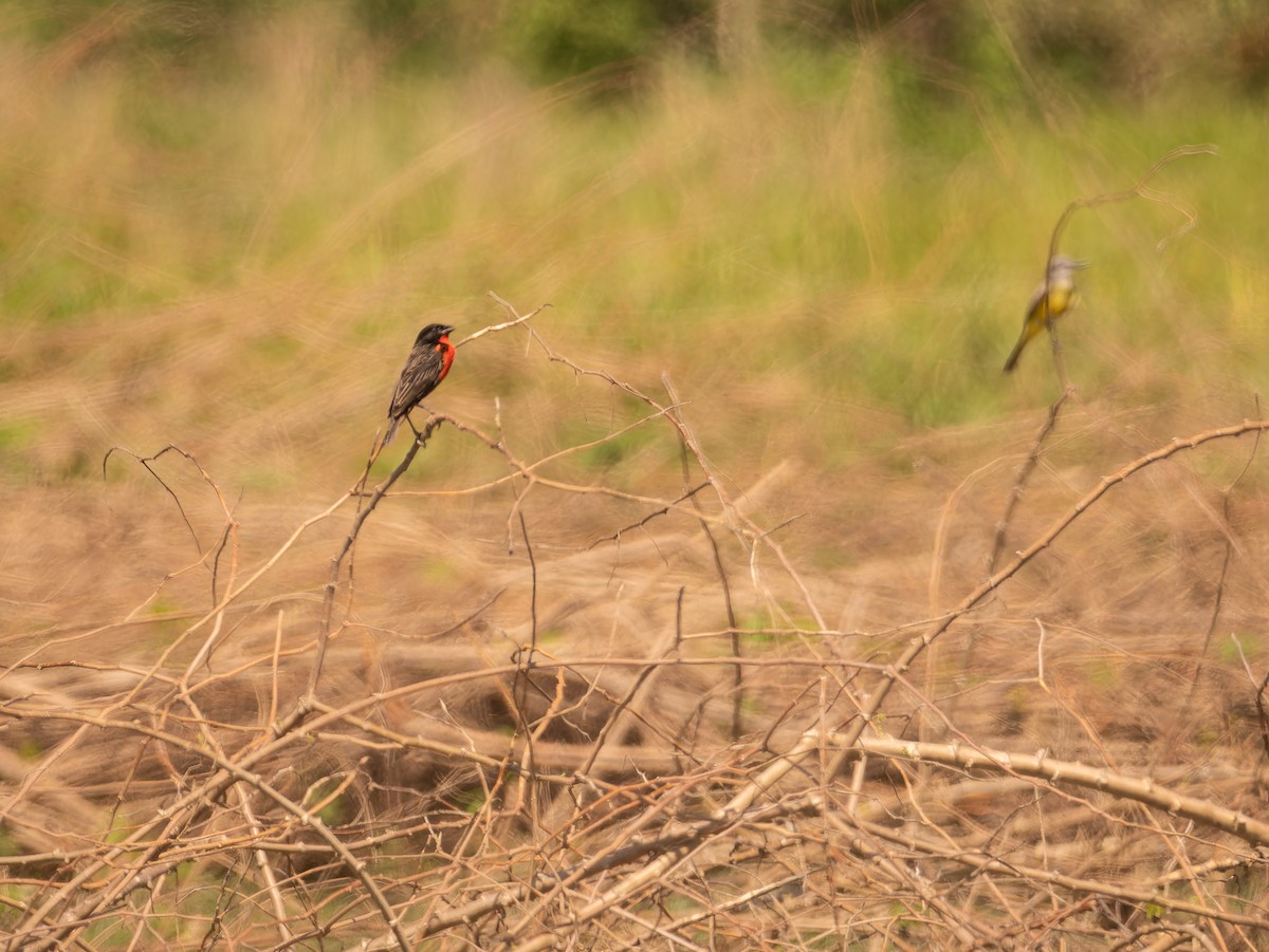 Red-breasted Meadowlark - ML618426339