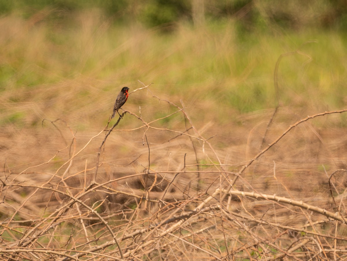 Red-breasted Meadowlark - ML618426341