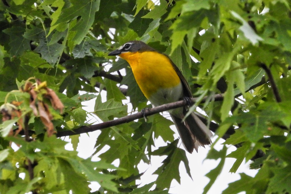 Yellow-breasted Chat - ML618426345