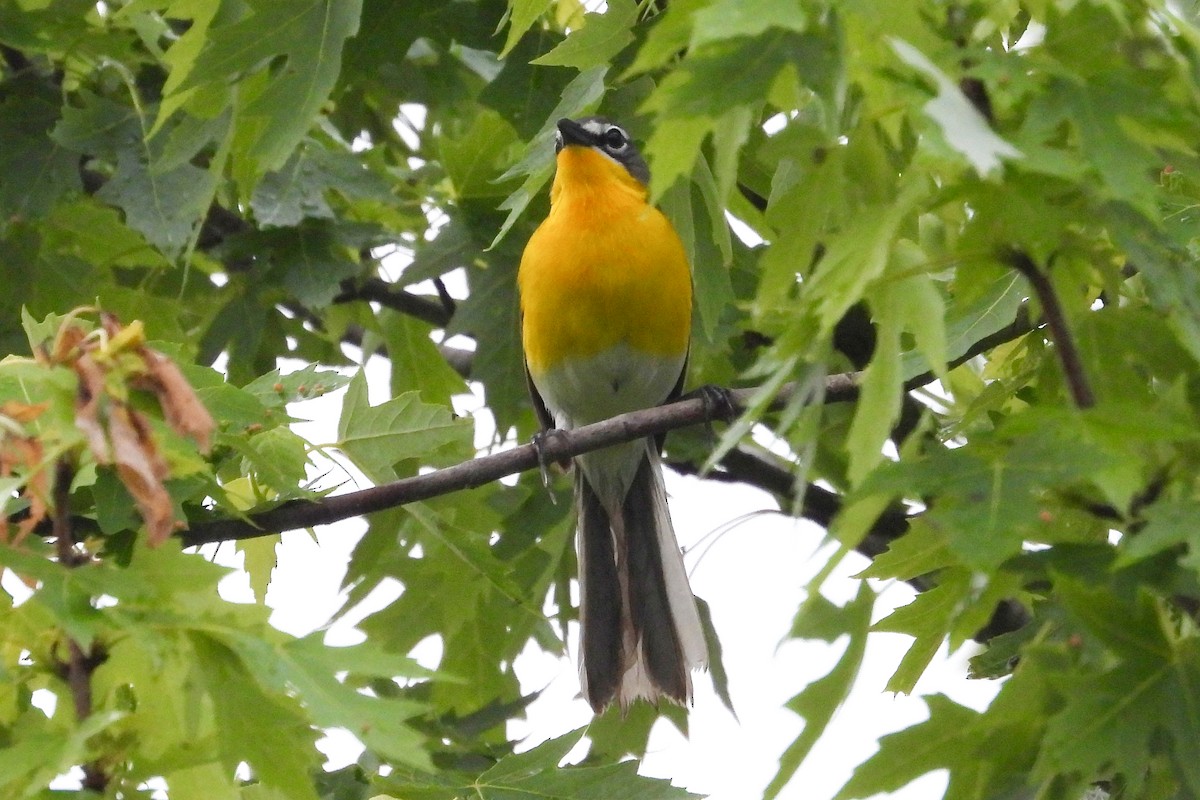 Yellow-breasted Chat - ML618426346