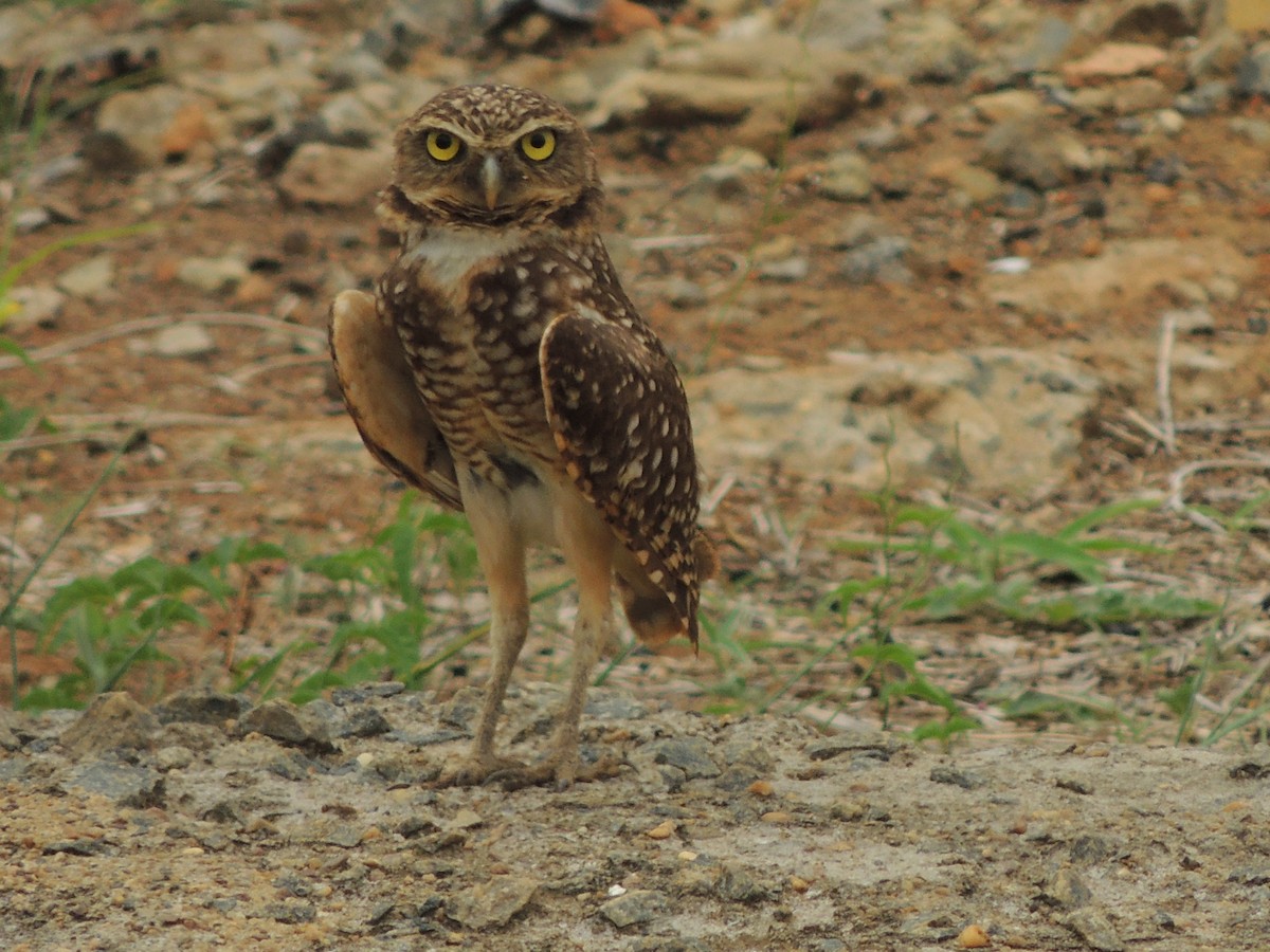 Burrowing Owl - ML618426352