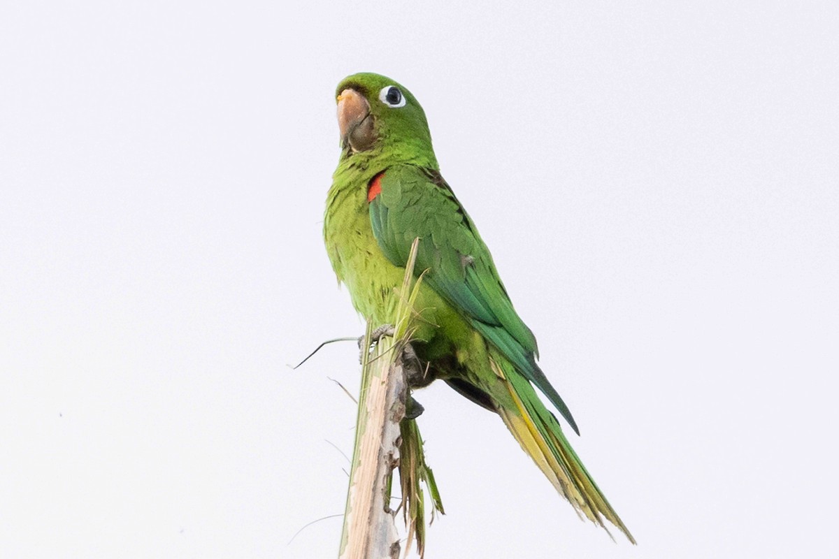 Hispaniolan Parakeet - ML618426413
