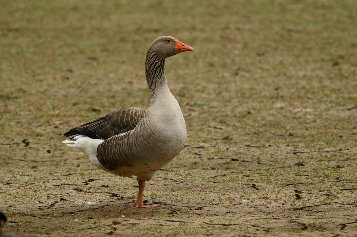 Graylag Goose (Domestic type) - ML618426485