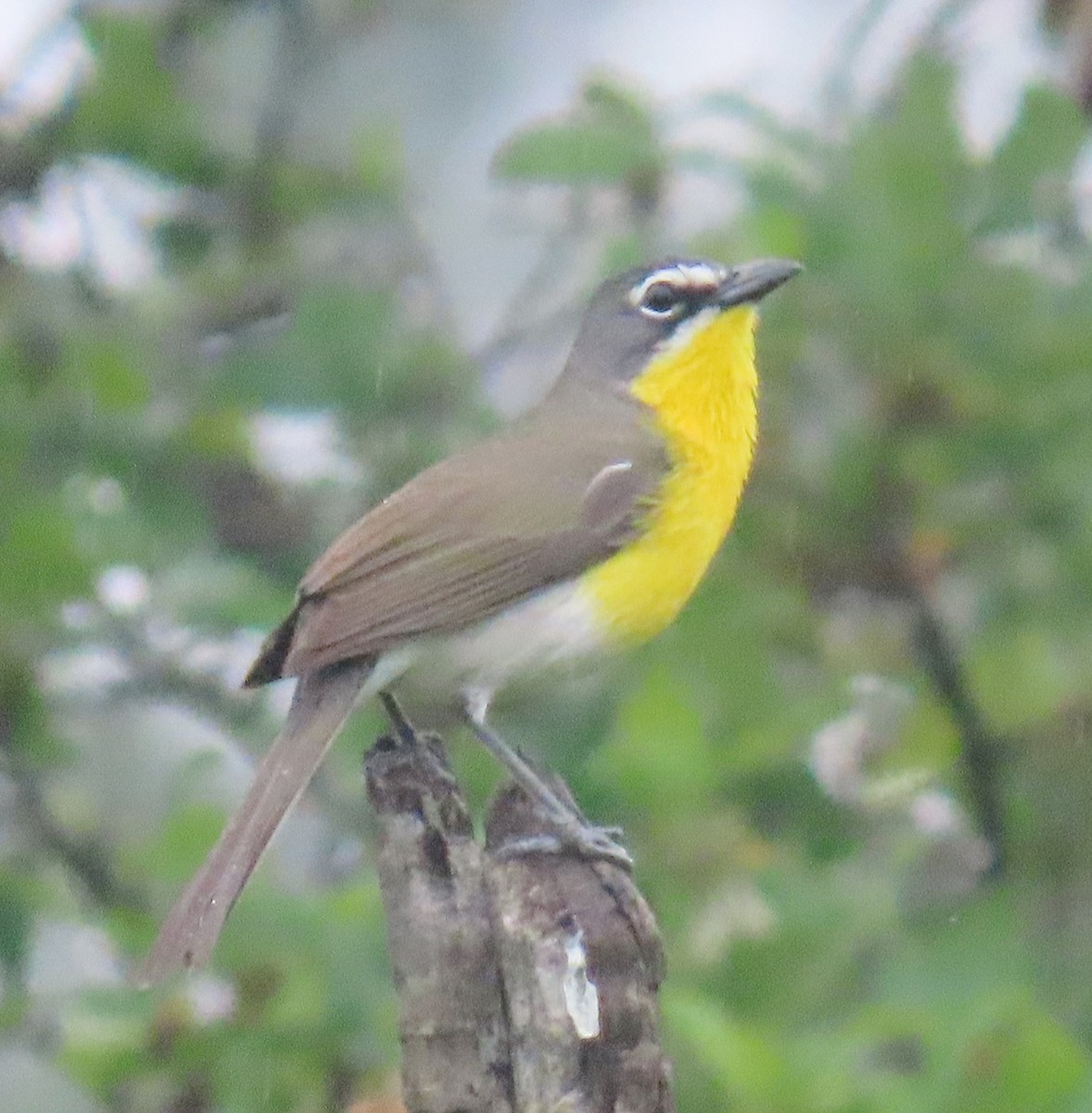 Yellow-breasted Chat - ML618426493