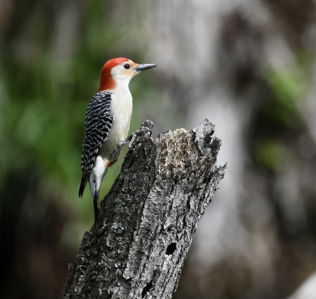 Red-bellied Woodpecker - ML618426496