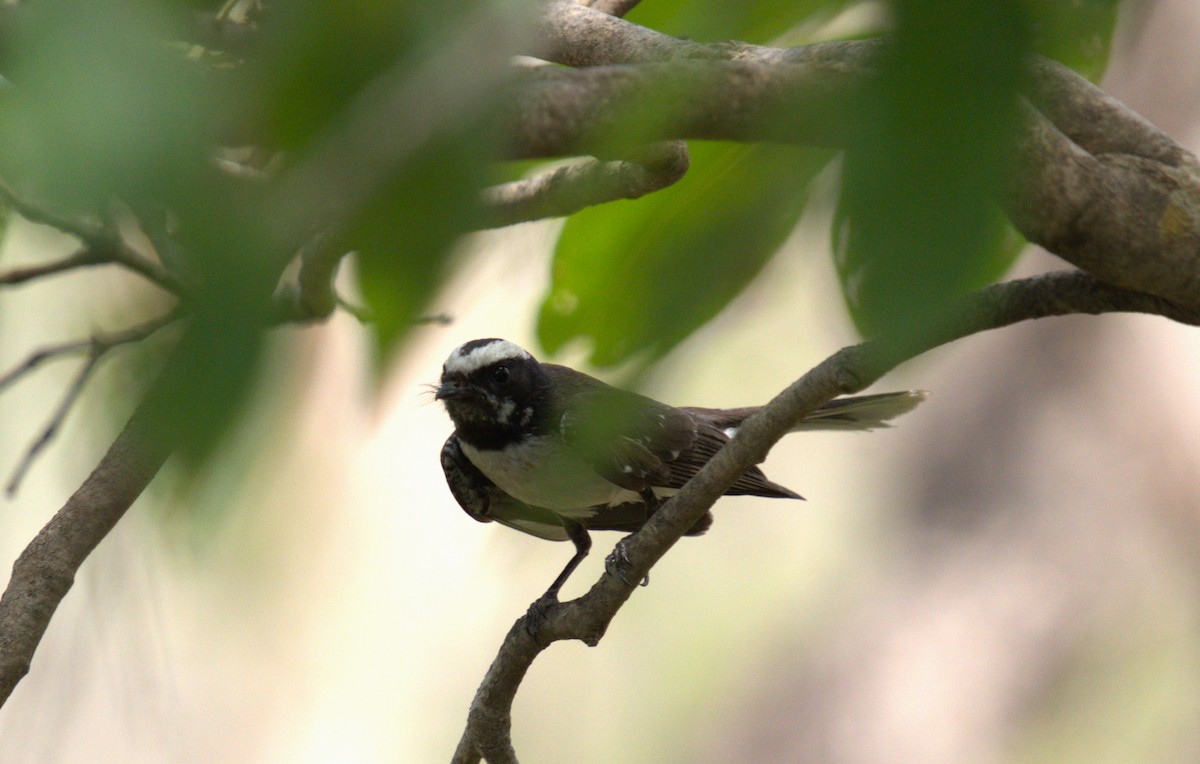 White-browed Fantail - ML618426519